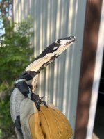 IMG_0256.jpeg