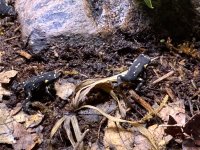 IMG_0871.jpeg