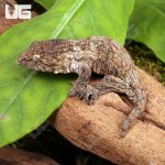 ug_Baby_GTAxNu_Ana_x_GTX_Leachianus_Gecko_4.jpg