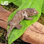 ug_Baby_GTAxNu_Ana_x_GTX_Leachianus_Gecko_3.jpg