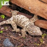ug_Baby_GTAxNu_Ana_x_GTX_Leachianus_Gecko_2.jpg
