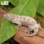 ug_Baby_GTAxNu_Ana_x_GTX_Leachianus_Gecko_1.jpg