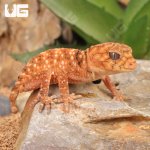 ug_Baby Amyae Knobtail Gecko_3.jpg