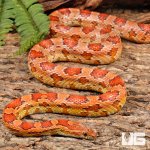 ug_Adult_Female_Het_Amel_Cornsnake_4.jpg