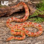 ug_Adult_Female_Het_Amel_Cornsnake_3.jpg
