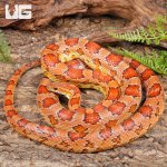 ug_Adult_Female_Het_Amel_Cornsnake_2.jpg