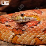 ug_Adult_Female_Het_Amel_Cornsnake_1.jpg