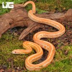 ug_2024 Amel Tessera Cornsnake_2.jpg