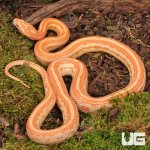 ug_2024 Amel Tessera Cornsnake_1.jpg