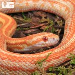 ug_2024 Amel Tessera Cornsnake_3.jpg
