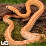 ug_2024 Amel Tessera Cornsnake_4.jpg