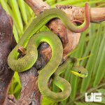 ug_Yearling_White_Lipped_Pit_Viper_4.jpg