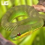 ug_Yearling_White_Lipped_Pit_Viper_5.jpg