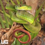 ug_Yearling_White_Lipped_Pit_Viper_3.jpg