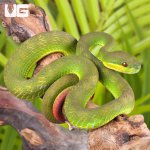 ug_Yearling_White_Lipped_Pit_Viper_2.jpg