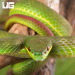 ug_Yearling_White_Lipped_Pit_Viper_1.jpg