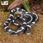 ug_Baby_Abberant_California_Kingsnake_5.jpg