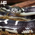 ug_Baby_Abberant_California_Kingsnake_3.jpg