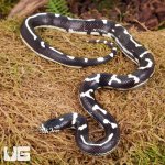 ug_Baby_Abberant_California_Kingsnake_2.jpg