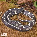 ug_Baby_Abberant_California_Kingsnake_1.jpg