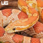 ug_Adult_Hypo_Miami_Cornsnake_4.jpg