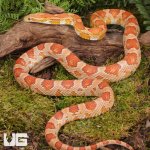 ug_Adult_Hypo_Miami_Cornsnake_3.jpg