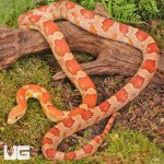 ug_Adult_Hypo_Miami_Cornsnake_2.jpg