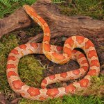 ug_Adult_Hypo_Miami_Cornsnake_1.jpg