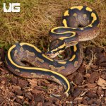 ug_Baby_Freeway_Ball_Python_4.jpg