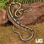 ug_Baby_Freeway_Ball_Python_3.jpg
