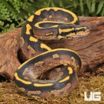 ug_Baby_Freeway_Ball_Python_2.jpg