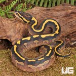 ug_Baby_Freeway_Ball_Python_1.jpg