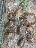 Captive Bred Box Turtles.jpg