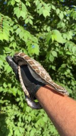 IMG_0290.jpeg