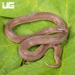 ug_Smooth_Earth_Snake_4.jpg