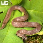 ug_Smooth_Earth_Snake_3.jpg
