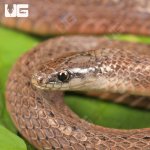ug_Smooth_Earth_Snake_2.jpg