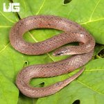 ug_Smooth_Earth_Snake_1 (MAMASITA).jpg