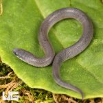 ug_Baby_Smooth_Earth_Snake_4.jpg