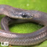 ug_Baby_Smooth_Earth_Snake_3.jpg