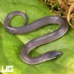 ug_Baby_Smooth_Earth_Snake_1.jpg