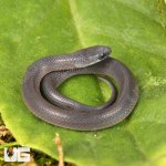 ug_Baby_Smooth_Earth_Snake_2.jpg