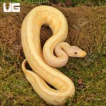 ug_Yearling_Albino_Lemonblast_Ball_Python_4.jpg