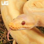 ug_Yearling_Albino_Lemonblast_Ball_Python_3.jpg
