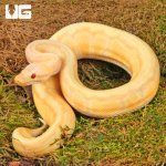 ug_Yearling_Albino_Lemonblast_Ball_Python_2.jpg