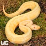 ug_Yearling_Albino_Lemonblast_Ball_Python_1.jpg