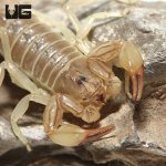 ug_egyptian_yellow_fat_tail_scorpion_4.jpg