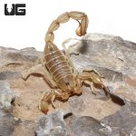 ug_egyptian_yellow_fat_tail_scorpion_3.jpg