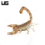 ug_egyptian_yellow_fat_tail_scorpion_2.jpg