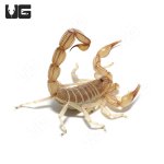 ug_egyptian_yellow_fat_tail_scorpion_1.jpg